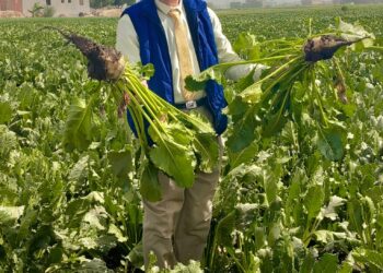 زراعات البنجر