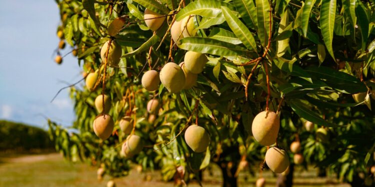 مكافحة حشائش أشجار المانجو.. خطآن شائعان خلال فترة "التزهير" وطريقة واحدة آمنة   1 المانجو