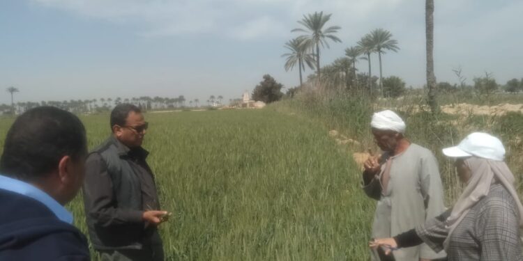 زراعة الإسكندرية تنفذ مدرسة حقلية للقمح بإدارة العامرية منطقة مريوط 1 مدرسة حقلية بزراعة الإسكندرية