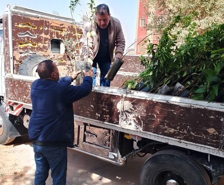 جنوب سيناء توزع شتلات زيتون ومانجو ضمن مبادرة ١٠٠ مليون شجرة 1 مبادرة ١٠٠ مليون شجرة