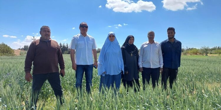 زراعة جنوب سيناء