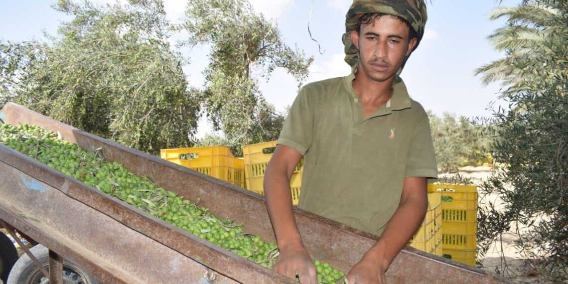 زراعة شمال سيناء