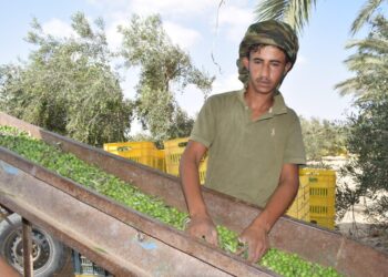 زراعة شمال سيناء