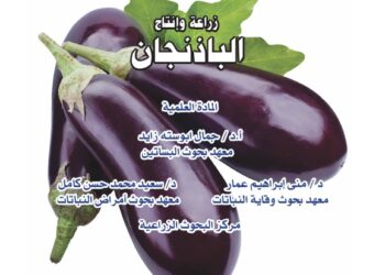 زراعة وإنتاج الباذنجان
