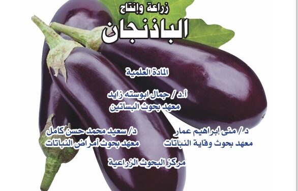 زراعة وإنتاج الباذنجان