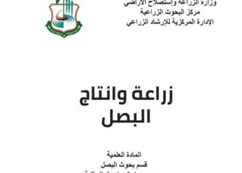 زراعة وإنتاج البصل