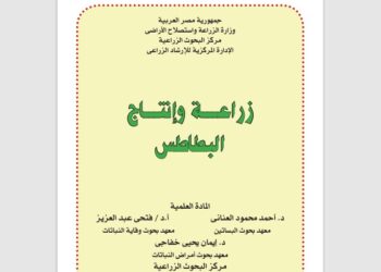 إنتاج البطاطس