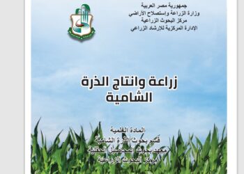 زراعة وإنتاج الذرة الشامية