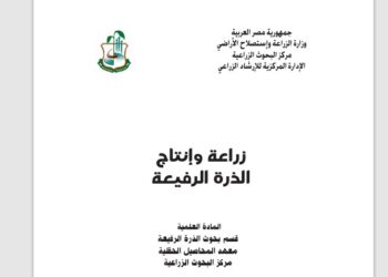 زراعة وإنتاج الذرة الرفيعة