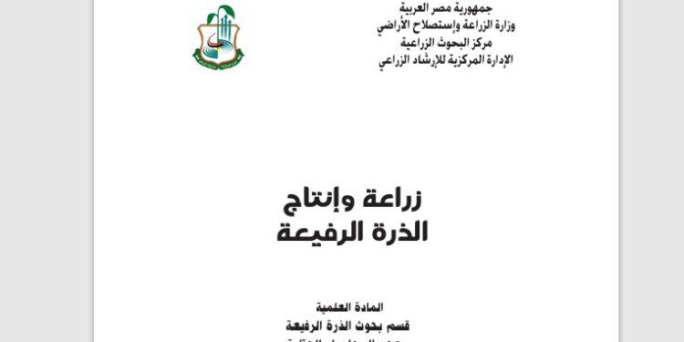 زراعة وإنتاج الذرة الرفيعة