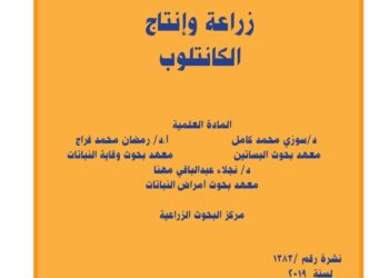 زراعة وإنتاج الكانتلوب