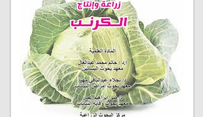 زراعة وإنتاج الكرنب