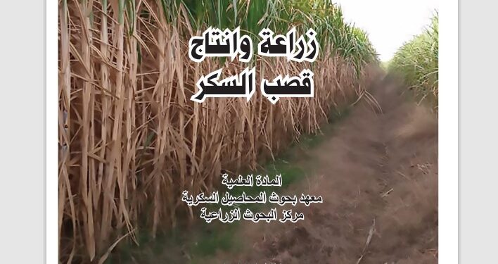 زراعة وإنتاج قصب السكر