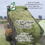 سيلاج الذرة الشامية