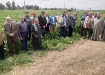 زراعة كفر الشيخ