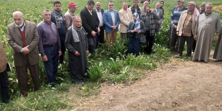 زراعة كفر الشيخ تنظم ندوات إرشادية لمحصولي القمح والبنجر 1 زراعة كفر الشيخ