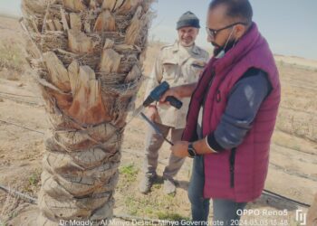 المعمل المركزي للنخيل