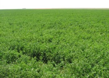 محاصيل الأعلاف الخضراء..أبرز التوصيات الفنية خلال شهر مارس