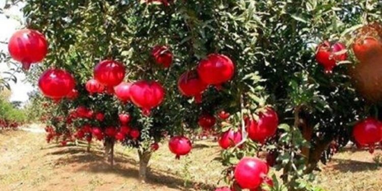 «الرمان»..أهم التوصيات الفنية خلال شهر مارس 1 محصول الرمان