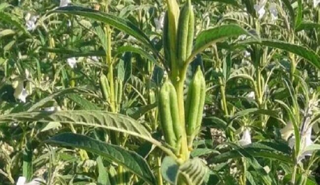 4 خطوات هامة لزراعة «السمسم» خلال شهر مارس 1 محصول السمسم