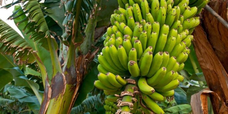 محصول الموز..أبرز توصيات الرى والتسميد خلال شهر مارس