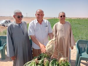 بدء حصاد القمح بـ"باريس" بالوادي الجديد على مساحة ٦١٥٠ فدان 13 البنجر بالوادي الجديد