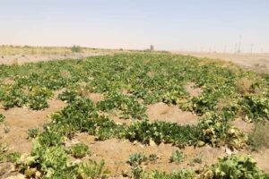 بدء حصاد القمح بـ"باريس" بالوادي الجديد على مساحة ٦١٥٠ فدان 14 البنجر بزراعةالوادي الجديد