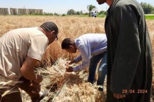 زراعة المنيا تتابع الحقول الإرشادية لمحصول القمح 12 زراعة المنيا تتابع إنتاج الحقول الإرشادية