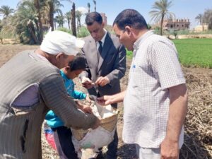 زراعة أسيوط تتابع حصاد محصول « الفول البلدى» بمركز الفتح 12 حصاد الفول بزراعة أسيوط