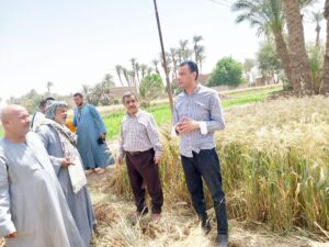 زراعة أسيوط تشارك فى حصاد محصول القمح بزراعات مركز الفتح 12 حصاد القمح بمركز الفتح بزراعة أسيوط