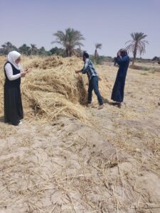 زراعة جنوب سيناء تتابع حصادالقمح برأس سدر..وتورد 50 طن سلفات النشادر 19 حصاد القمح برأس سدر