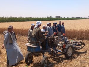 وكيل زراعة أسيوط يتابع حصاد القمح والبنجر بمركز أبوتيج 12 حصاد القمح بزراعة أسيوط