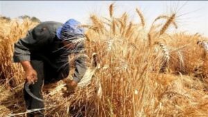 حصاد القمح بزراعة الفيوم