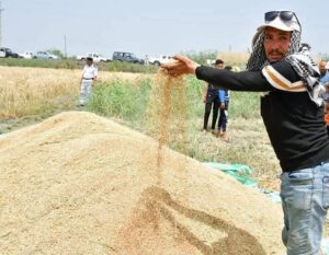 حصاد القمح بمديرية زراعة بورسعيد 1