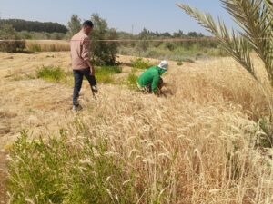 زراعة جنوب سيناء تتابع حصادالقمح برأس سدر..وتورد 50 طن سلفات النشادر 21 حصاد القمح