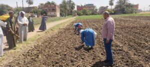 زراعة أسيوط الجايكا
