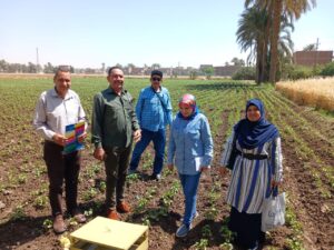 زراعة أسيوط تتابع مصايد الفراشات لزراعات القطن