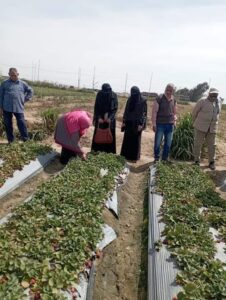 زراعة الإسماعلية