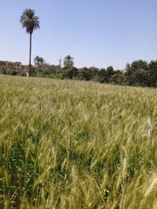 زراعة السويس تقوم بالمرور على زراعات القمح بالمديرية 12 زراعة السويس