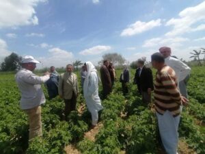 زراعة الإسكندرية تنظم فريق إرشادي ريفي للمرور على زراعات القمح والبطاطس بالعامرية 13 فريق إرشادي بزراعةالإسكندرية