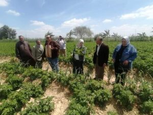 زراعة الإسكندرية تنظم فريق إرشادي ريفي للمرور على زراعات القمح والبطاطس بالعامرية 12 متابعة الزراعات بالحقول