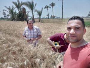 متابعة القمح بني سويف
