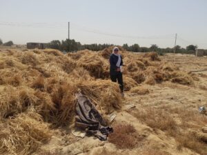 زراعة جنوب سيناء تتابع حصادالقمح برأس سدر..وتورد 50 طن سلفات النشادر 23 متابعة حصاد القمح