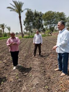 فحص الإصابات بزراعات القطن بإهناسيا