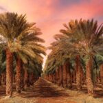 أهم التوصيات الفنية لمحصول «نخيل البلح» خلال شهر نوفمبر 12 محصول نخيل البلح