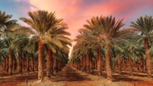 أهم التوصيات الفنية لمحصول نخيل البلح خلال شهر يوليو 12 محصول نخيل البلح