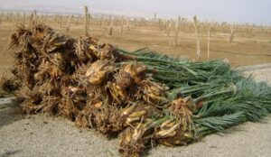 نقل وزراعة محصول نخيل البلح