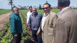 زراعة دمياط تقوم بالمرور على زراعات الفاصوليا والقمح بكفر سعد 12 وكيل زراعة دمياط يتابع زراعات الفاصوليا