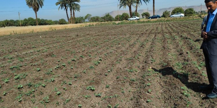 الزراعة تتابع عمليات زراعة محصول القطن في محافظات قبلي 1 القطن