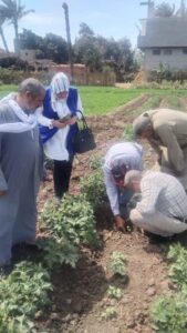 زراعة بنى سويف توجه فريق إرشادي ريفي لزيارة زراعات القطن والبطاطس 12 التأكد من خلو الزراعات بزراعة بني سويف من الإصابات